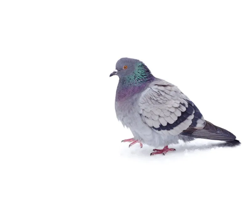 Pombo