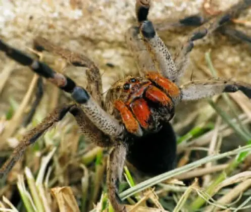 Aranha-de-jardim (Lycosa sp.)
