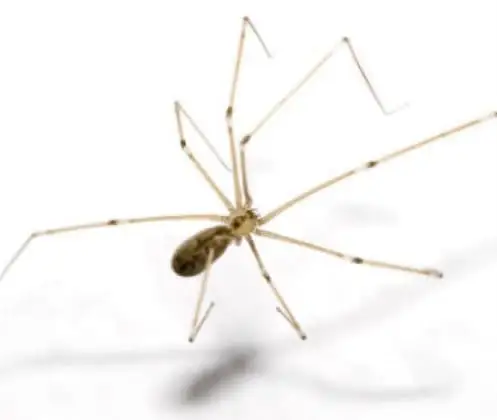 Aranha doméstica comum (Pholcus phalangioides)
