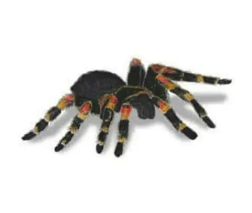 Tarântula (Aphonopelma)