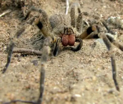 Aranha-armadeira (Phoneutria sp.)