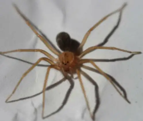 Aranha-marrom (Loxosceles sp.)