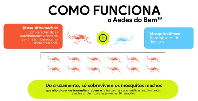 Ciclo de reprodução com o Aedes do Bem