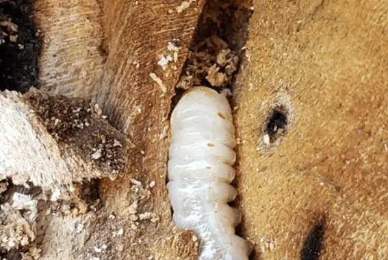 Broca de madeira em peça de madeira atacada