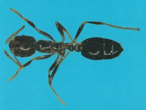 Formiga lava-pés ou formiga-de-fogo (Solenopsis spp)