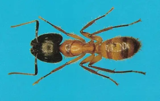 Formiga carpinteira (Camponotus spp)