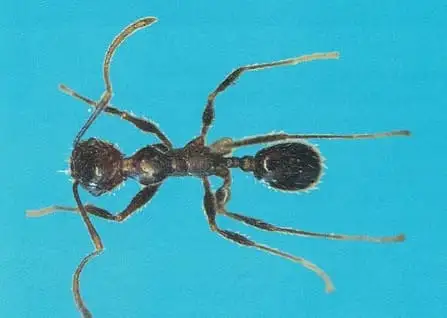 Formiga louca (Paratrechina spp)