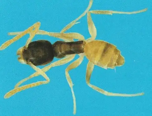 Formiga fantasma (Tapinoma melanocephalum)