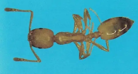 Formiga faraó (Monomorium spp)