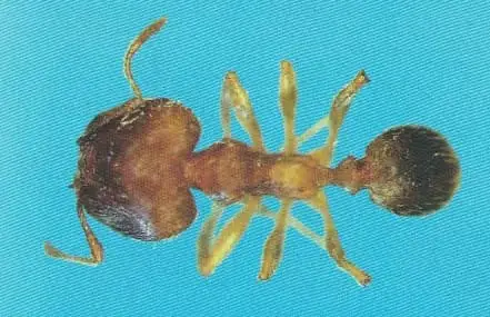 Formiga cabeçuda (Pheidole spp)