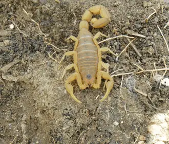Escorpião-amarelo (Tityus serrulatus)