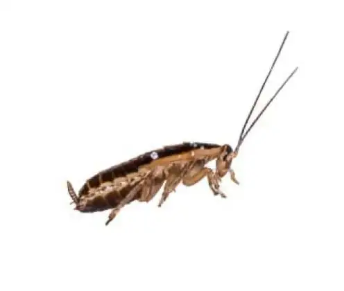 Baratinha de cozinha (Blattella germanica)