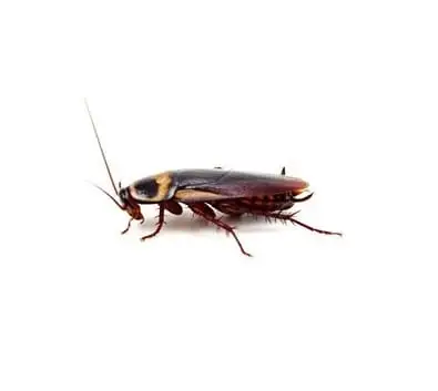 Barata de esgoto (Periplaneta americana)