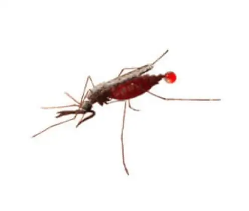 Mosquito Anopheles
