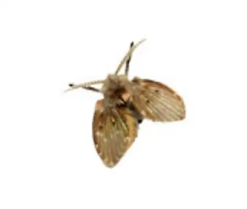 Mosca-dos-filtros (família Psychodidae)