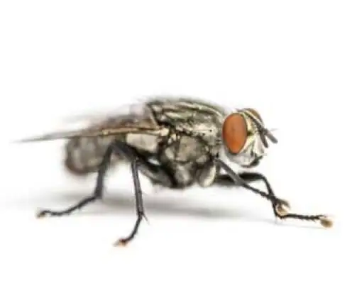 Mosca-da-carne (Sarcophaga carnaria)