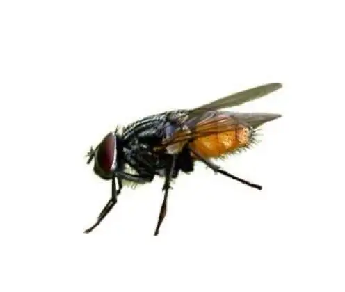 Mosca de outono (Musca autumnalis)