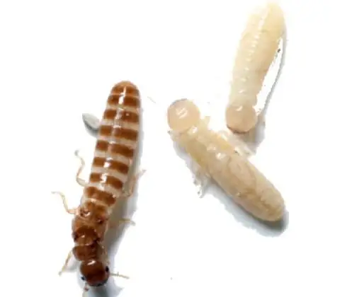 Cupim-de-madeira-seca (Cryptotermes spp.)