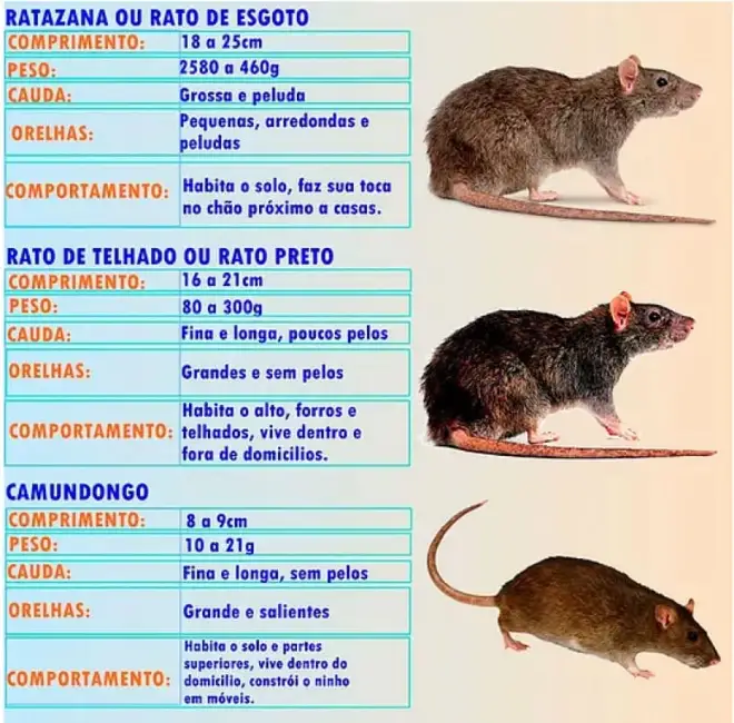 Principais espécies de roedores urbanos: ratazana, rato-de-telhado e camundongo