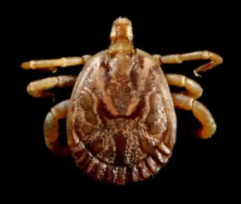Carrapato-estrela ou carrapato-do-cavalo (Amblyomma cajennense)