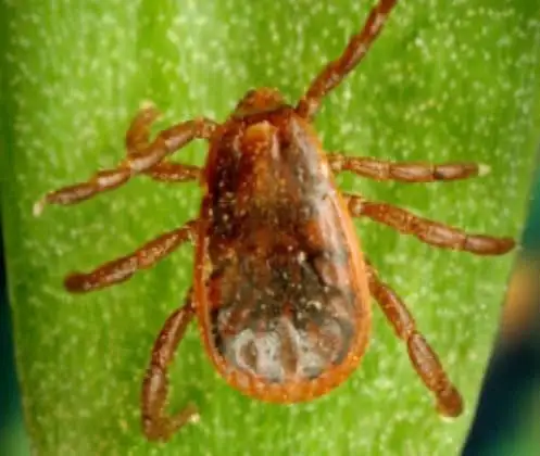 Carrapato-vermelho-do-cão (Rhipicephalus sanguineus)
